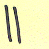 two tally marks