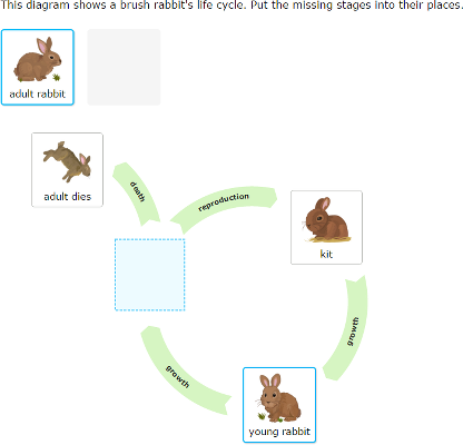 IXL - Construct animal life cycle diagrams (2nd grade science practice)