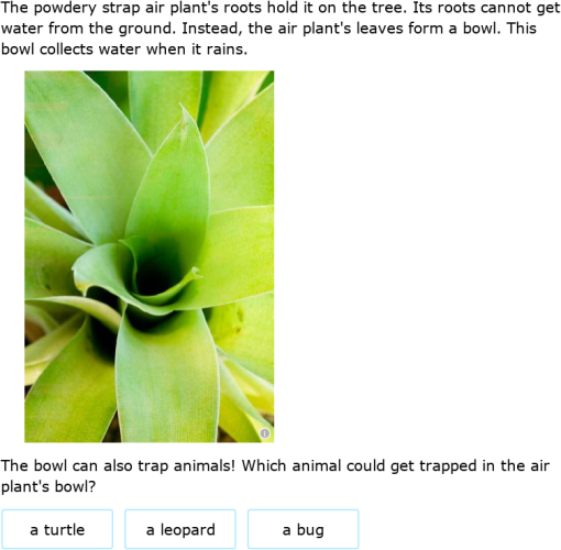 IXL | Where do bearberries and powdery strap air plants live
