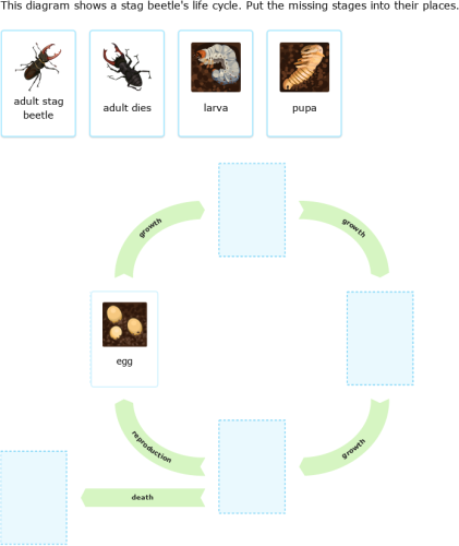 IXL | Read and construct animal life cycle diagrams | 5th grade science