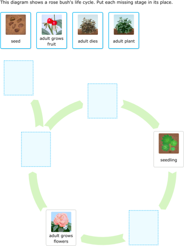 IXL | Read and construct flowering plant life cycle ... social studies diagrams 