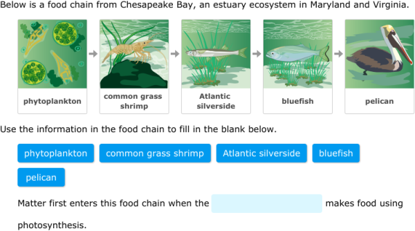 IXL | How does matter move in food chains? | 7th grade science