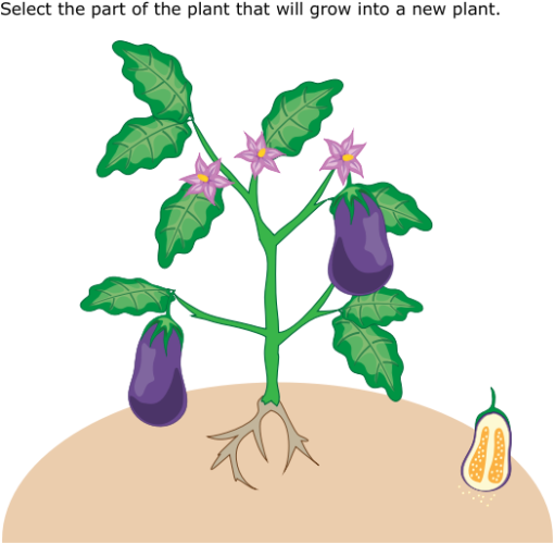 IXL | Identify plant parts and their functions | 2nd grade science