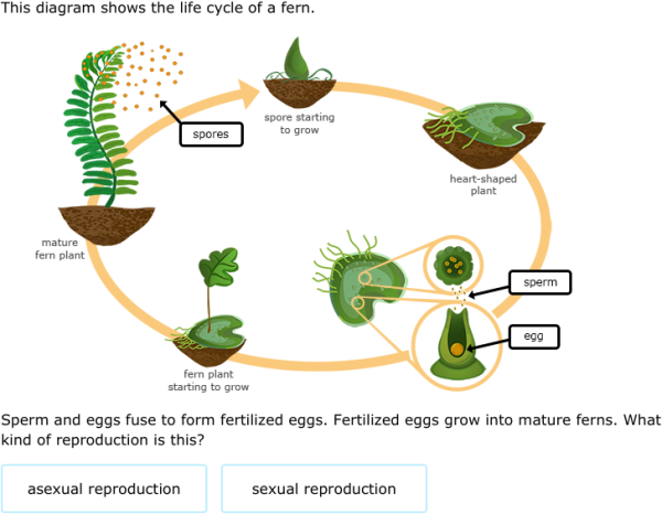 IXL | Moss and fern life cycles | 7th grade science blank hr diagram 