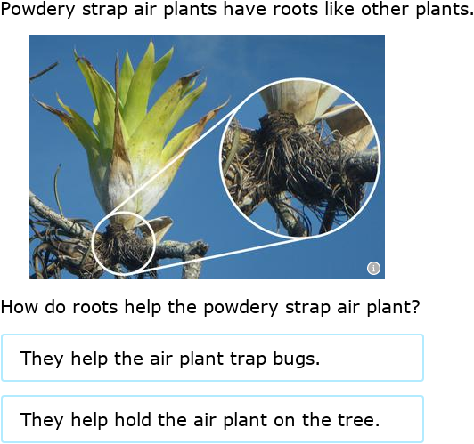 IXL | Where do bearberries and powdery strap air plants live? | 1st