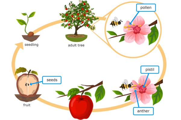 Image result for Life cycle