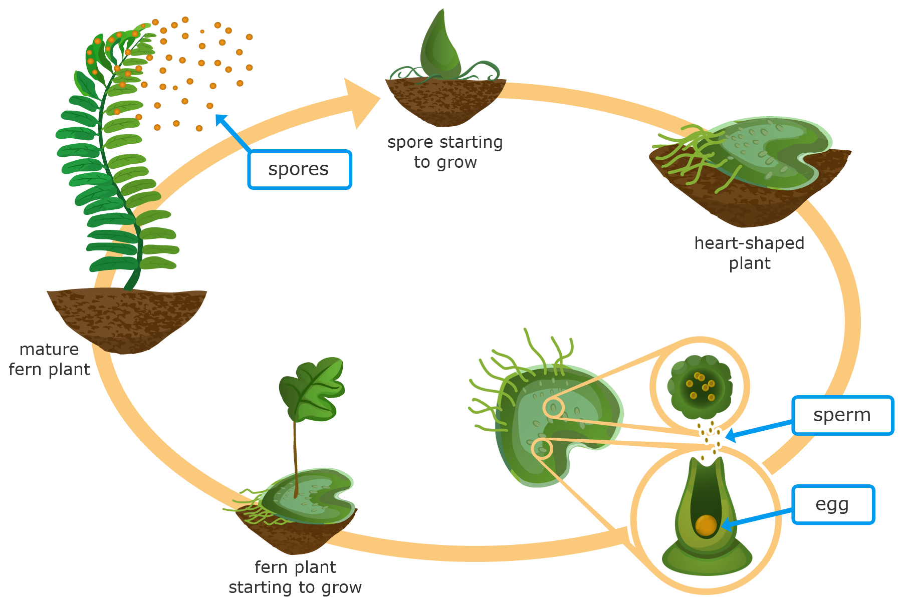 Life Cycle Of A Fern