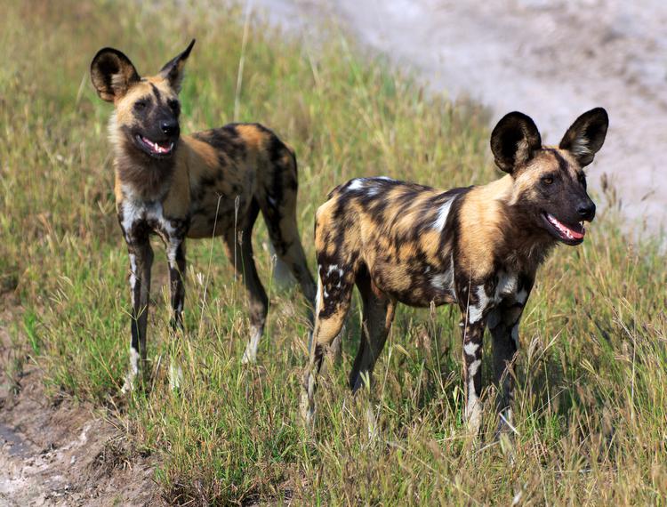 What Is A Group Of African Wild Dogs Called